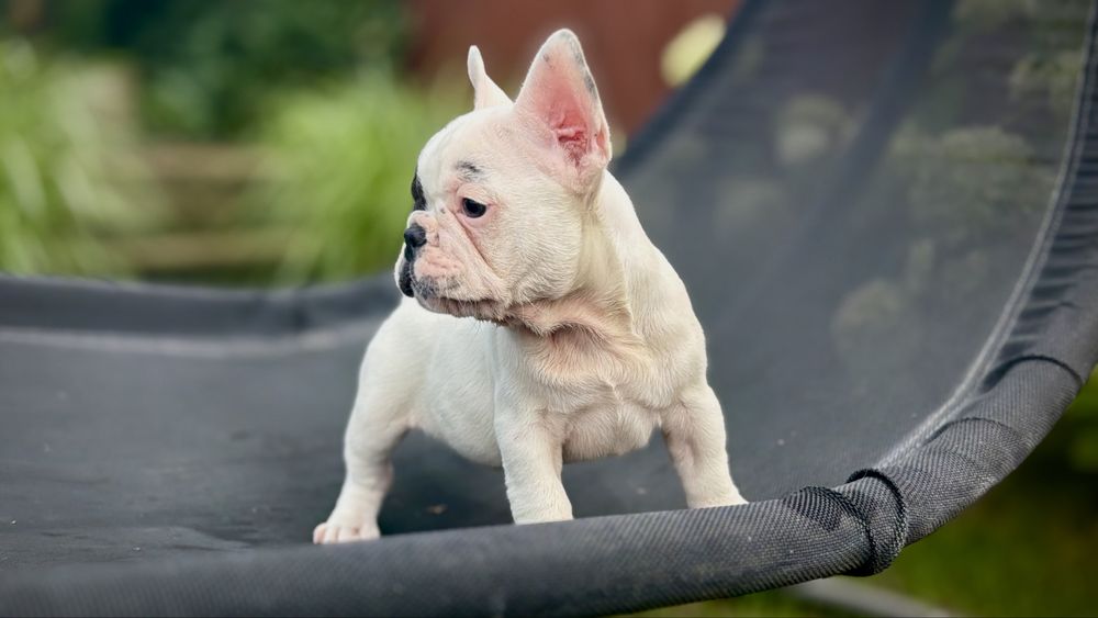 Buldog francuski GOTOWY do odbioru OSTATNI