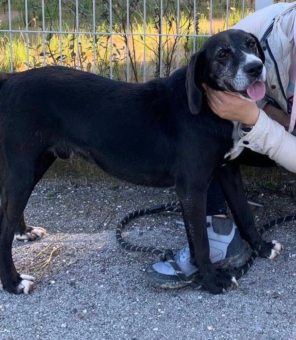 Beagle Dog/Beagle dog - a kind and gentle boy needs a loving home