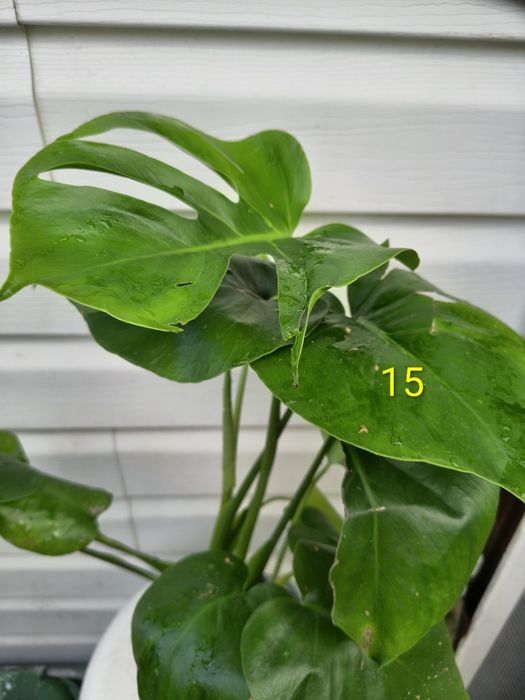 Duża Monstera Deliciosa - Filodendron Dziurawy