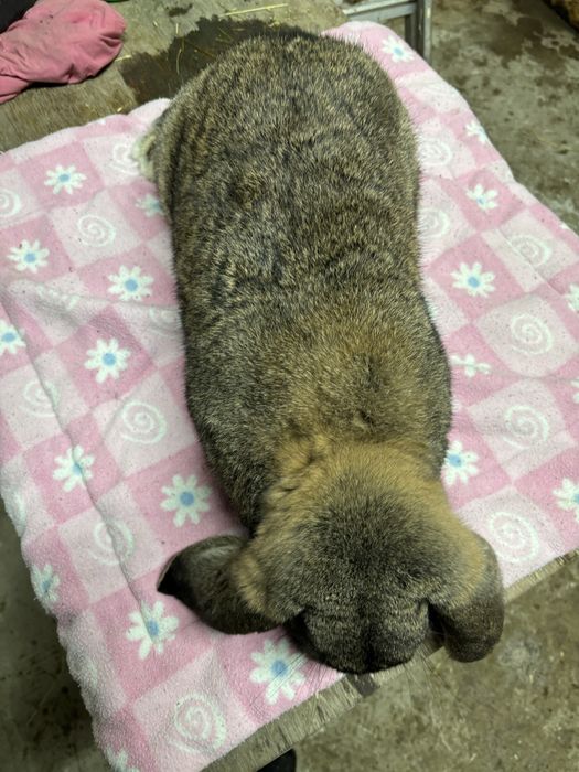 Kroliki samce baran francuski