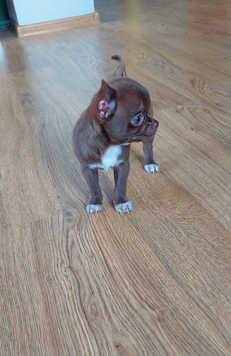 Czekoladowy piesek chihuahua