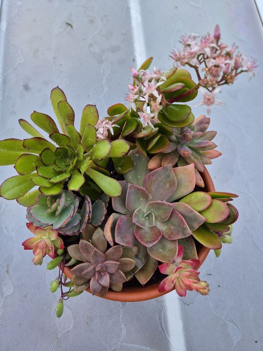 Arranjo com vaso 16 cm incluído com várias  suculentas