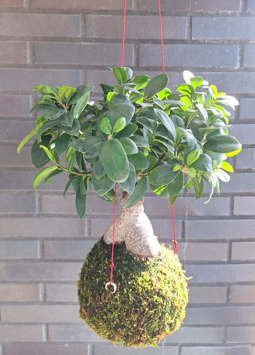 Kokedama - Bonsai Ficus