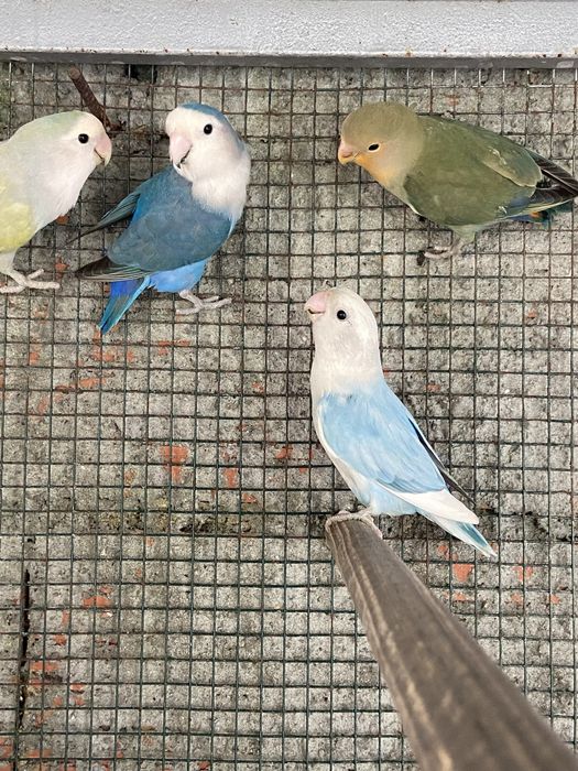 Casal de agapornis roseicollis