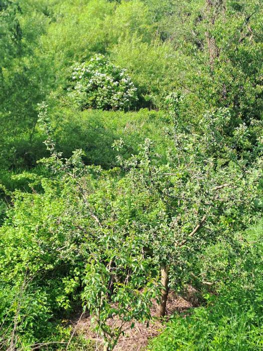 Продам ділянку 9 соток в Соколовському масиві