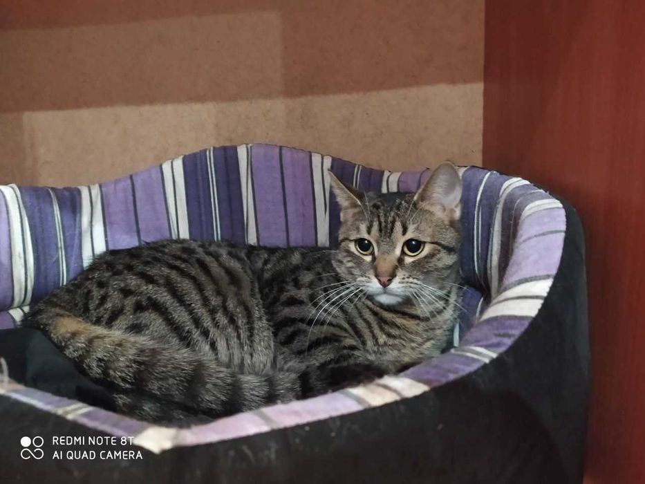 Маленькая нежная кошечка Масяня ищет свой дом