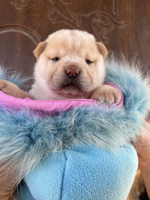 Хлопці шарпейчики . Доставимо додому