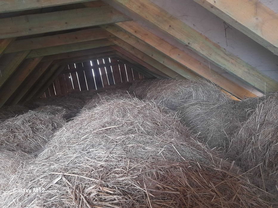 Siano w belach dla Koni Krów