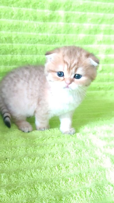 ЗОЛОТАЯ шиншилла, вислоухий мальчик