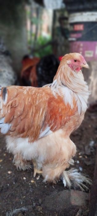 Brahmas perdiz entre outros