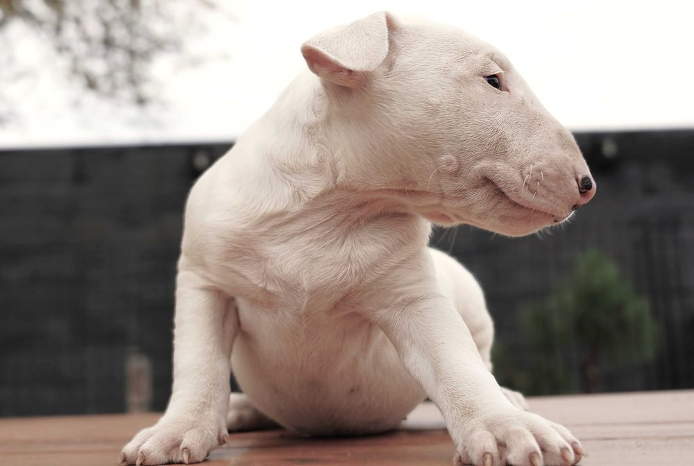GOTIWA suczka bulterier standard SOLID WHITE BULLTERRIER bull terrier