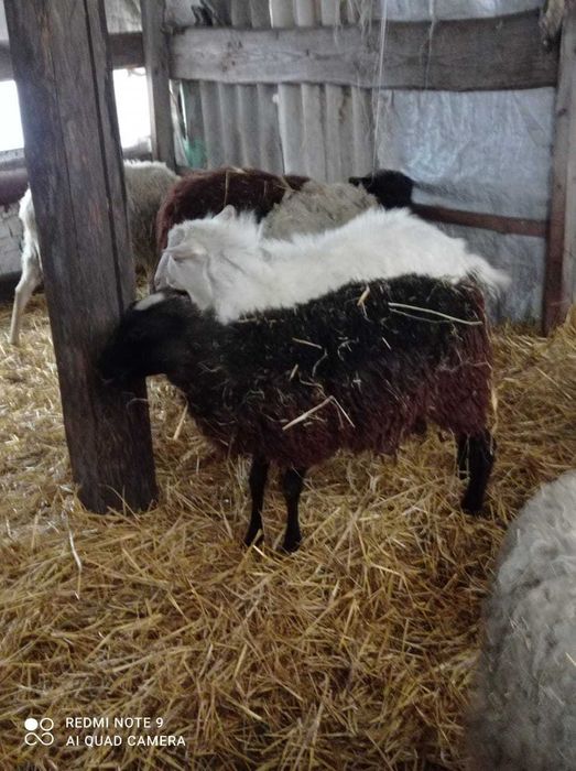 Продам баранов оптом