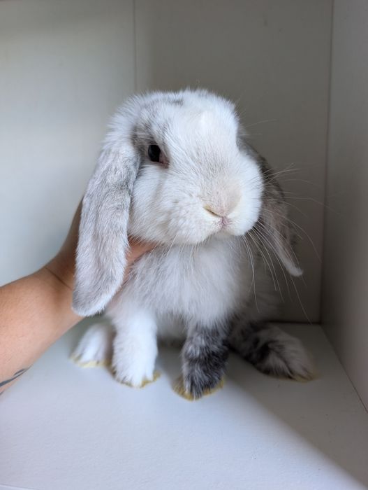 Królik karzełek, mini lop, miniaturka