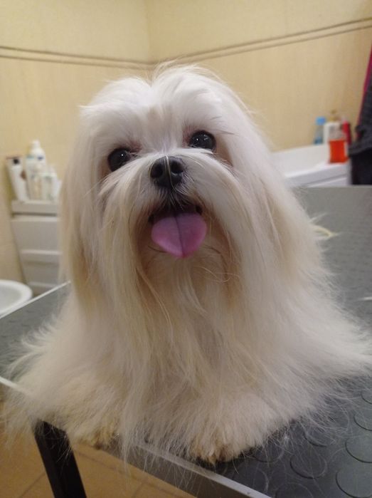 Мальтезе на вязку