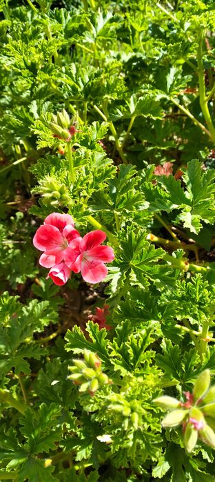 Pelargonium (gerânios)
