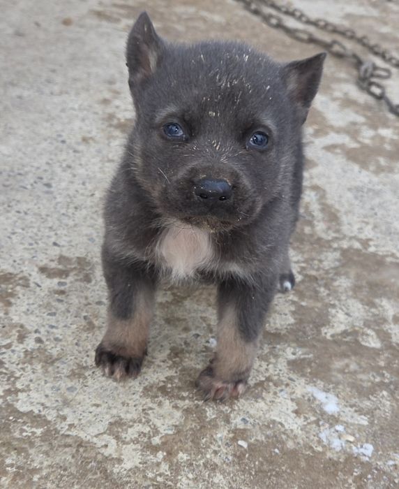 Віддам песика (дівчинка)  в добрі руки