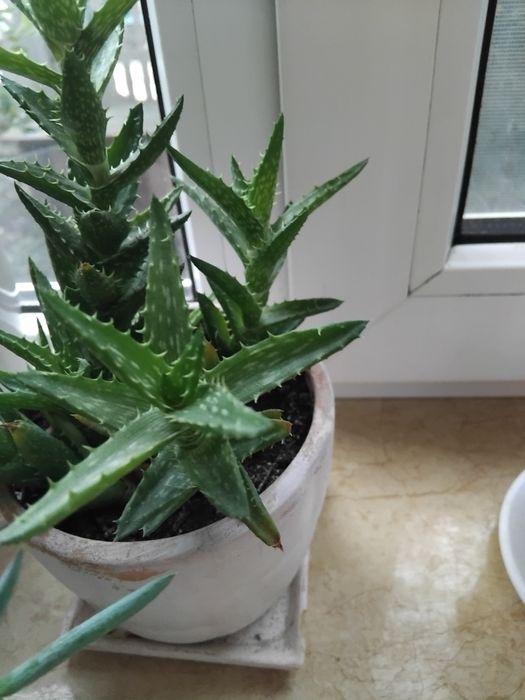 Сукуленти, ехеверія