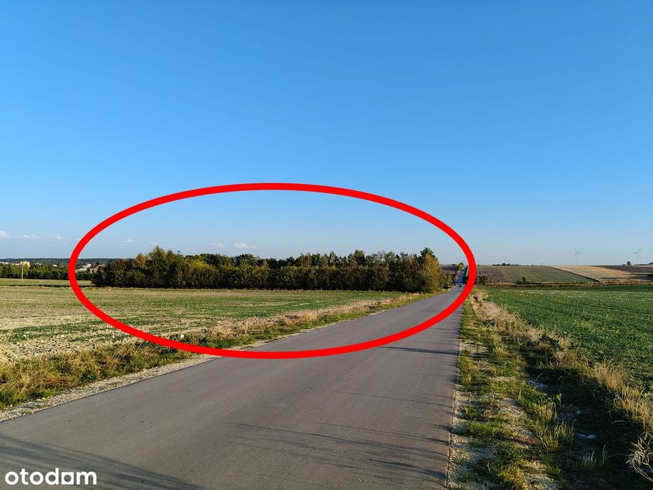 Rezerwacja Działka rolna 4317 m2, ogrodzona z sadem, Gniewięcin asfalt