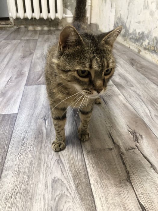 Кошка в добрые руки