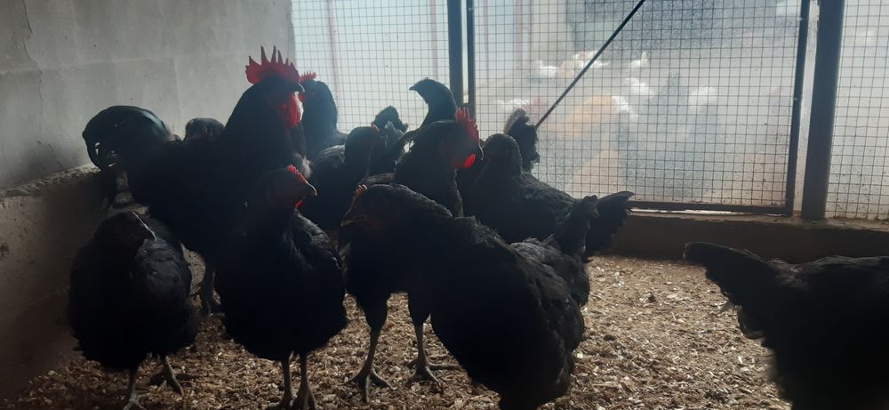 Продам кур Джерсийский Гигант