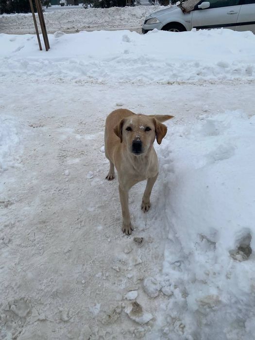 Собачка в добрі руки