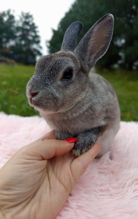 Królik karzełek Rex