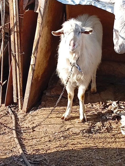 Продам козлов,цапов