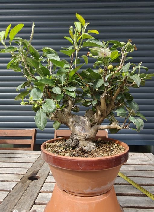 Macieira Bonsai, malus evereste