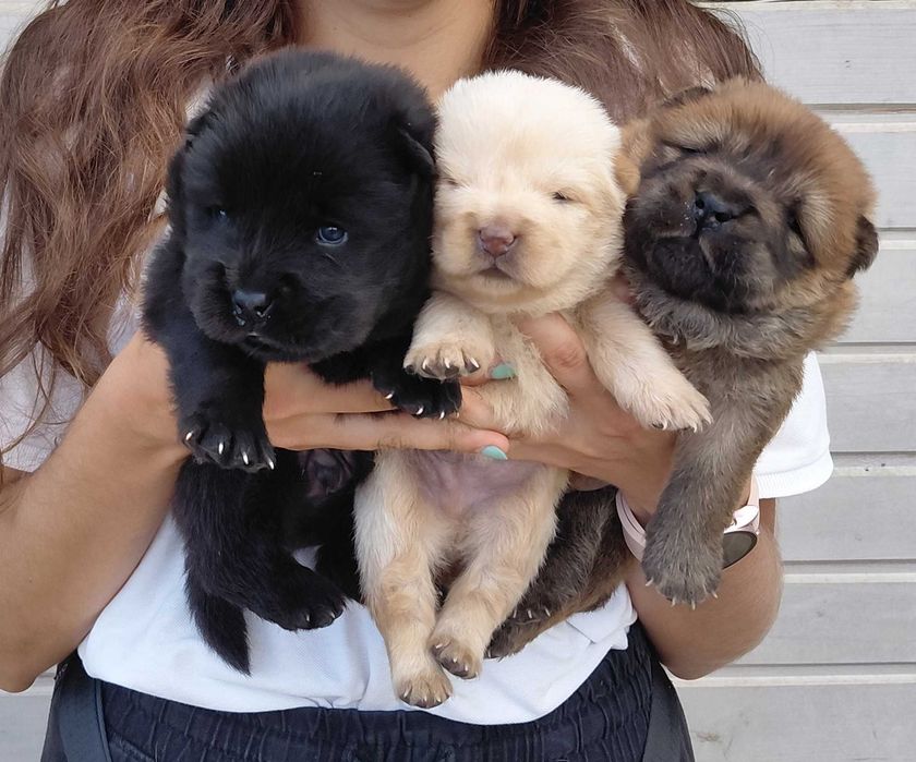 Cachorro Chow-Chow com LOP