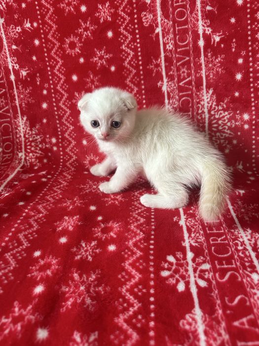 Котята  породистые «скоттиш-фолд»