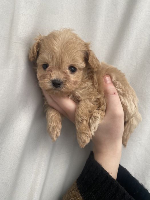 Дівчинка мальтіпу. СУПЕР-МІНІ. Baby face. VIP