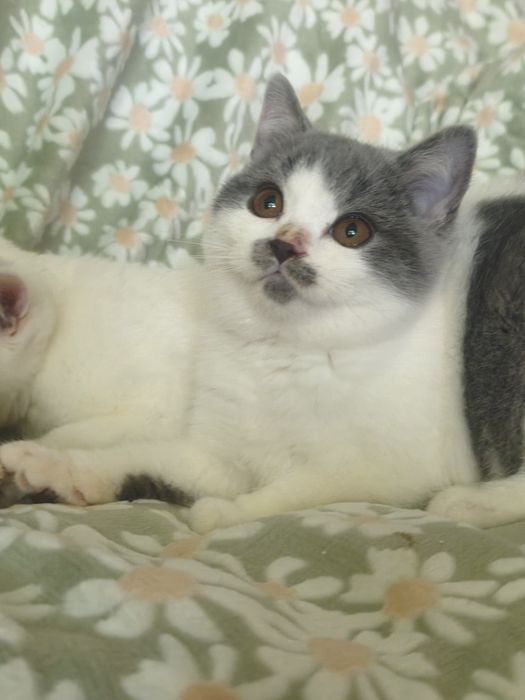 Brytyski krótkowłosy  bikolor