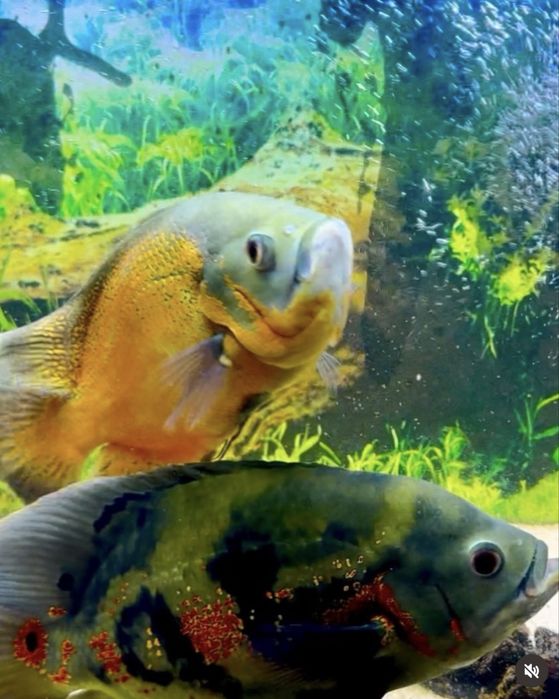 peixes Oscar adultos muito grandes ,  cerca de 28 cms,Casal formado