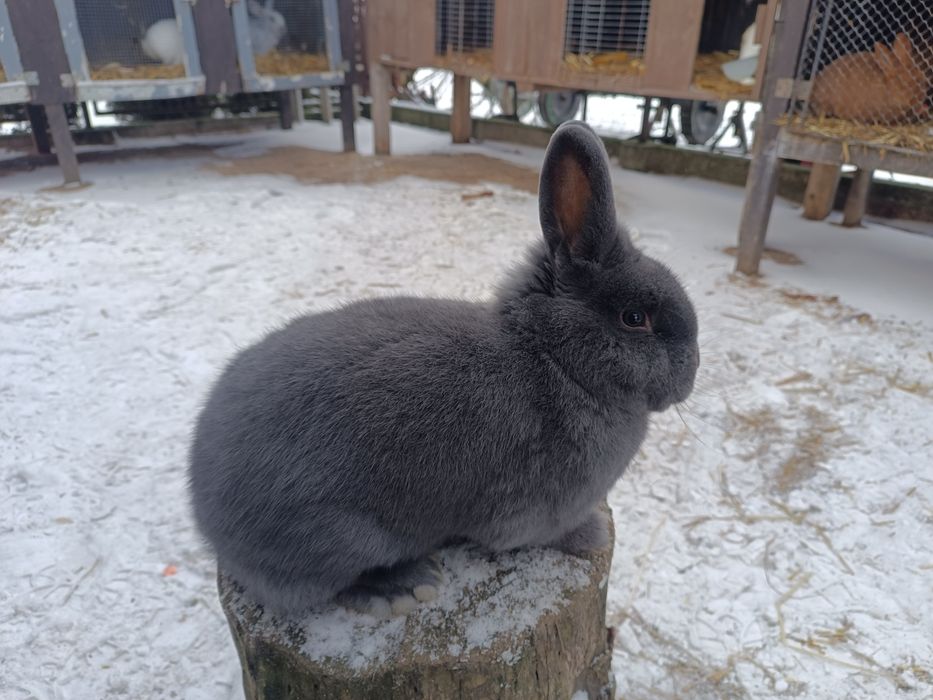 Króliki Wiedeńskie Niebieskie