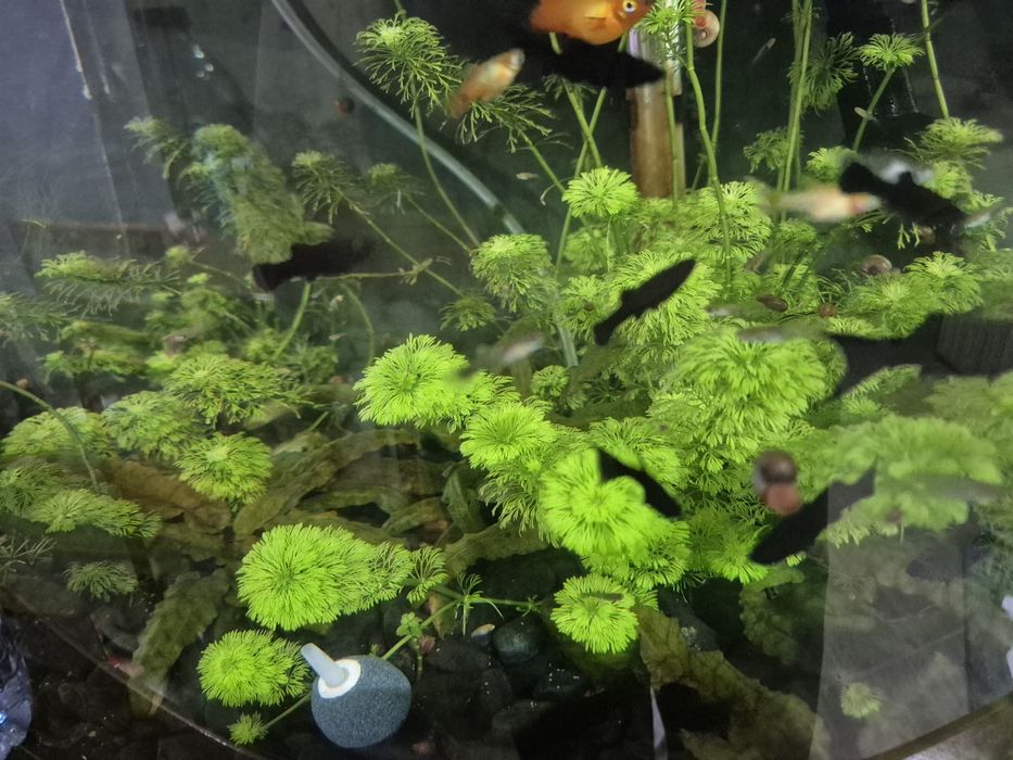 Peixes água quente