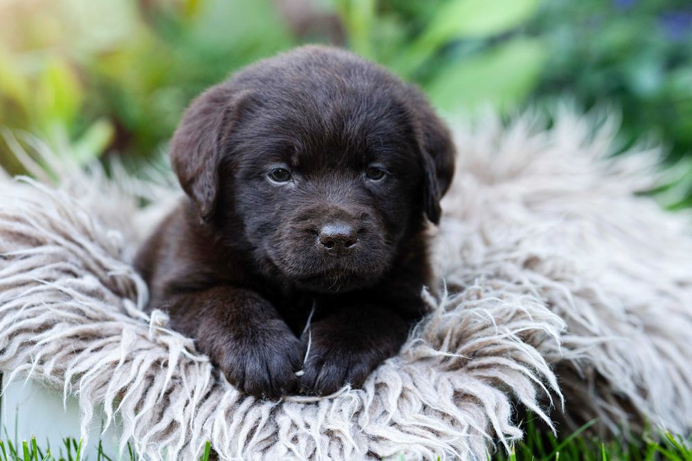 Labrador Retriever – FCI odbiór początek Września