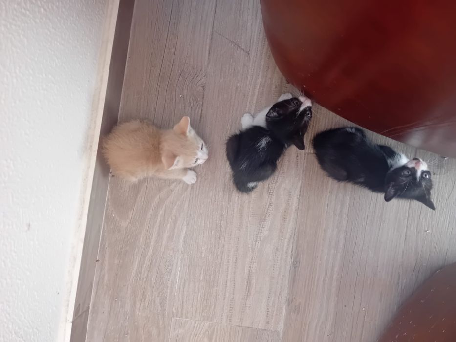 Gatos bebes para dar