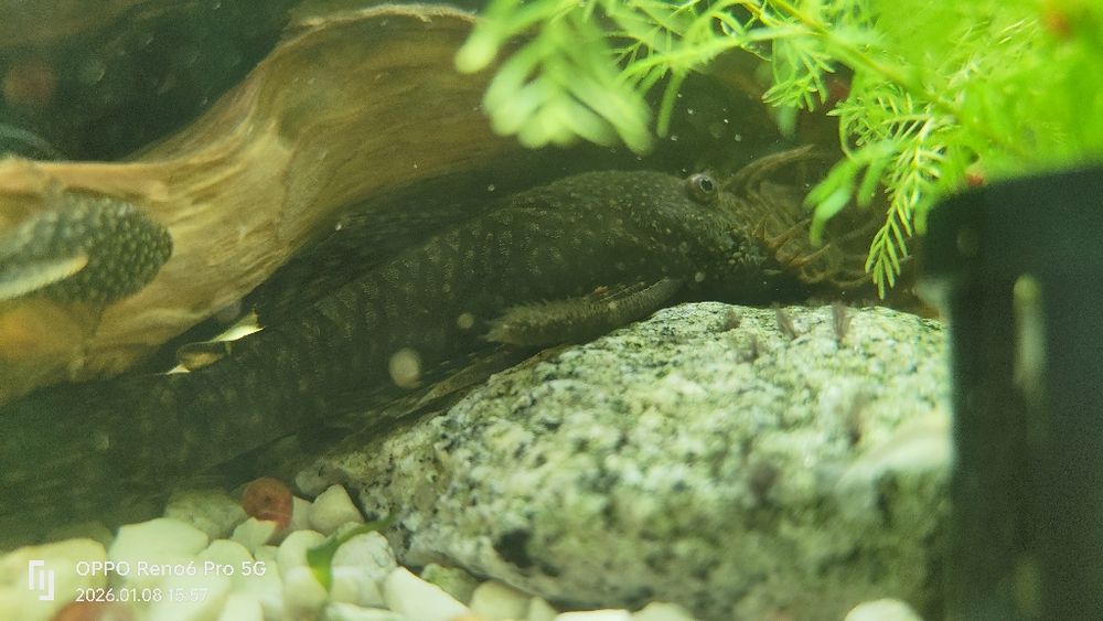 Glonojady, zbrojniki 5 sztuk rozmiar około 3 cm
