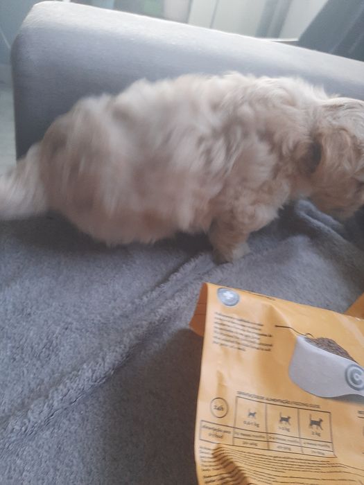Cachorro beje 2 meses