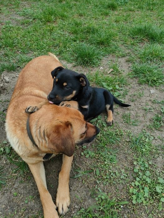 Oddam suczkę w dobre ręce