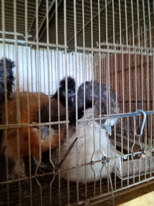 Vendo casais de  Sedosas do Japão com 4 meses de idade.