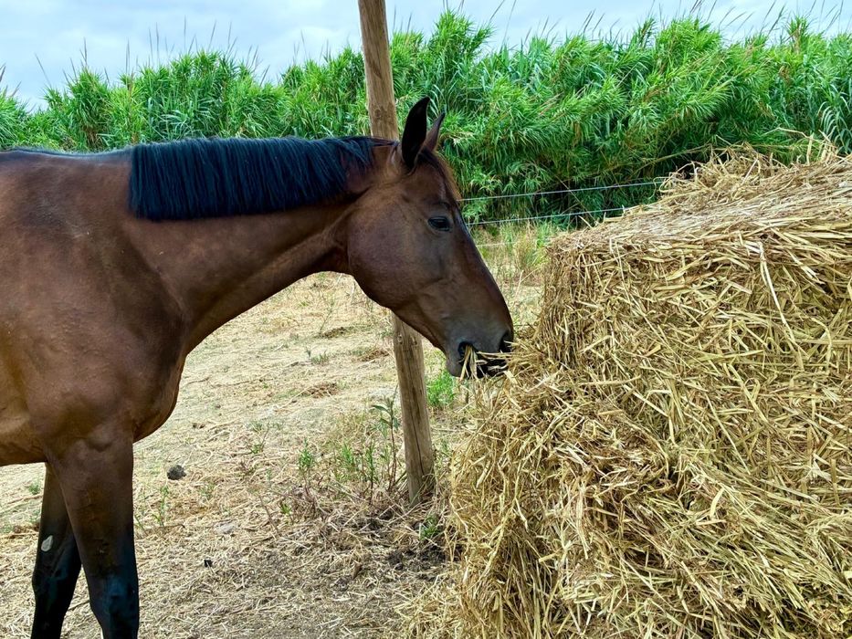 Feno e fenossilagem de azevém