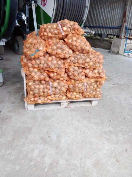 Cebula zółta oraz czerwona