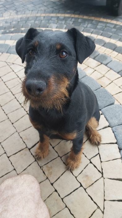 Do oddania jagterier  suczka.