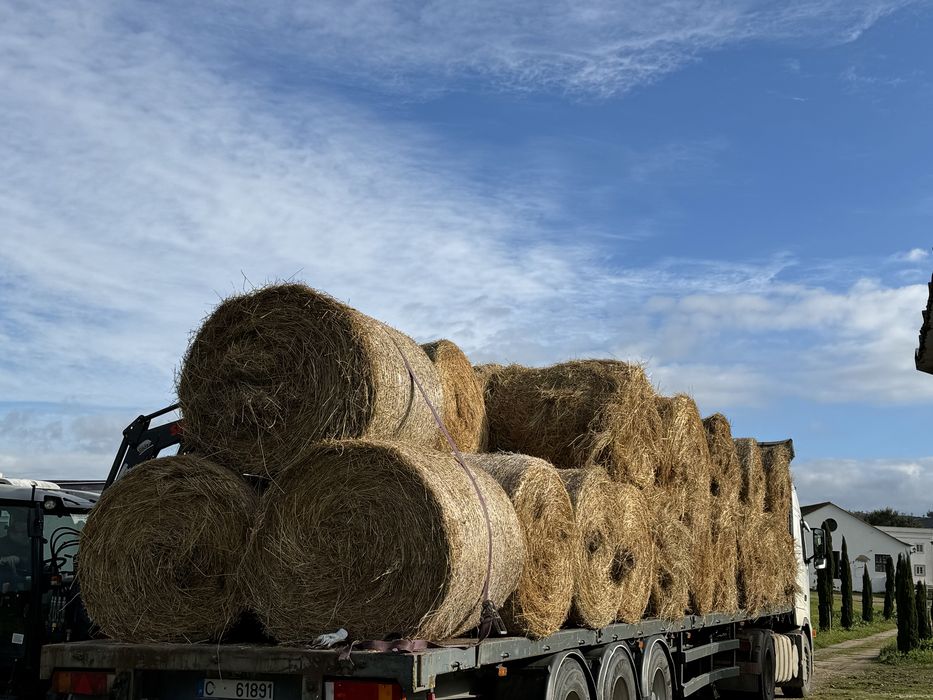 Feno em rolo seco alta qualidade