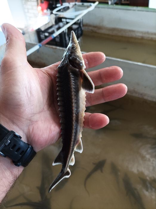 Мальок,зарибок.сорти хордові