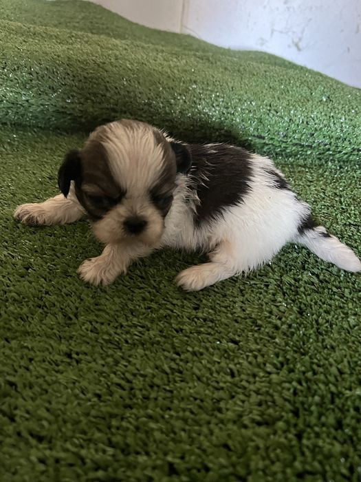 Shi-tzu.excelemte macho pequenino
