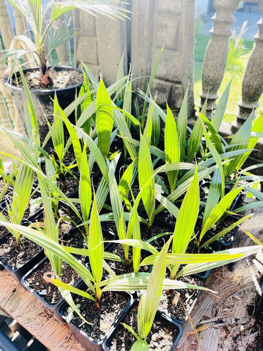 Waszyngtonia Robusta