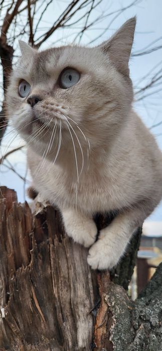 Кошечка серебристая шиншила