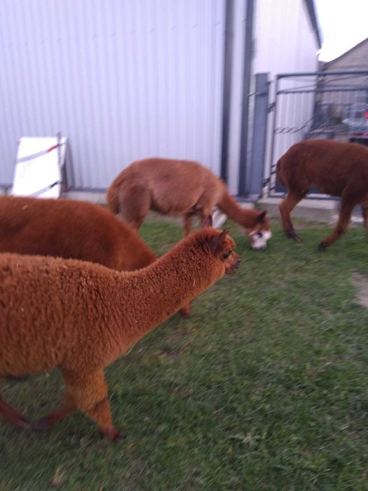 Młody samiec alpaki 9 miesięcy